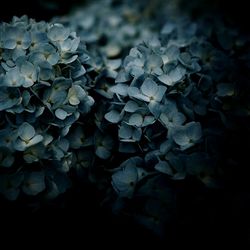 Close-up of hydrangea blooming at night