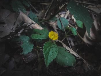 High angle view of yellow flowering plant