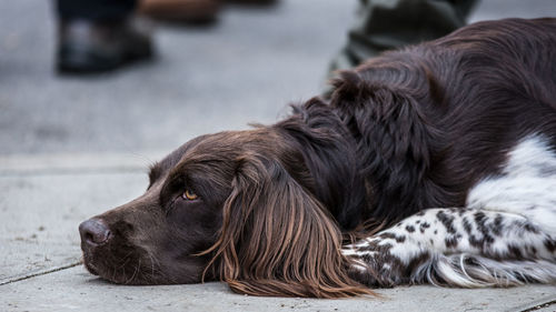 Close-up of dog sleeping