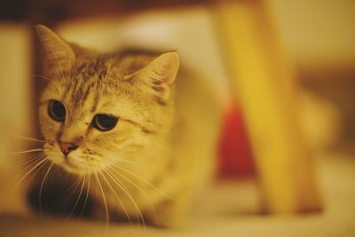 Close-up portrait of cat