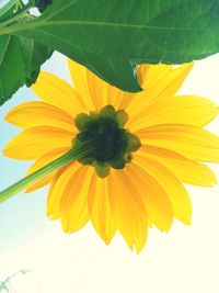 Close-up of sunflower blooming outdoors