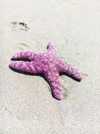 High angle view of starfish on beach