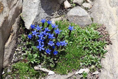 High angle view of purple crocus flowers