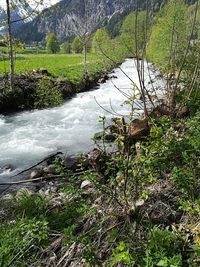 Scenic view of river flowing amidst trees in forest