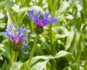 Close-up of purple flower blooming outdoors