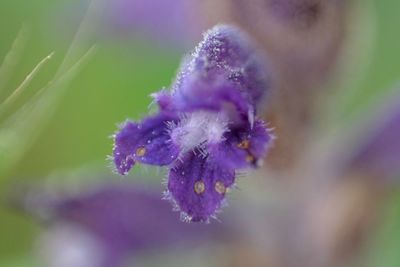 Close-up of purple flowering plant