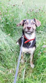 Portrait of dog on field