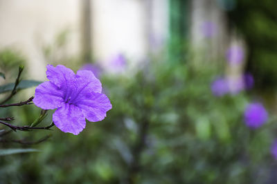 Close-up of purple flowering plant