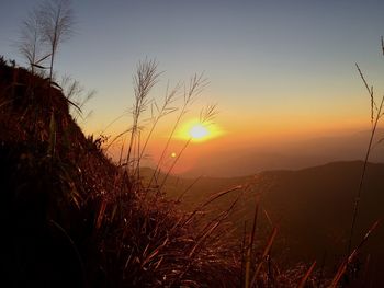 Close-up of tree against sky during sunset