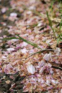 Close-up of dry leaves on field