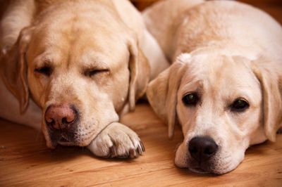 Close-up of two dogs on hardwood floor