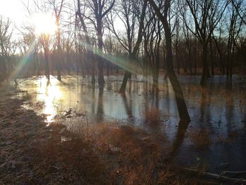 Sun shining through trees