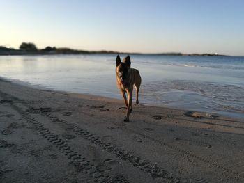 Portrait of dog on beach against clear sky