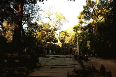 Footpath amidst trees in a temple