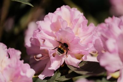 Close-up of bee pollinating on pink flower