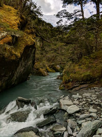 Scenic view of stream flowing through rocks in forest
