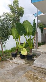 Potted plants in yard against sky
