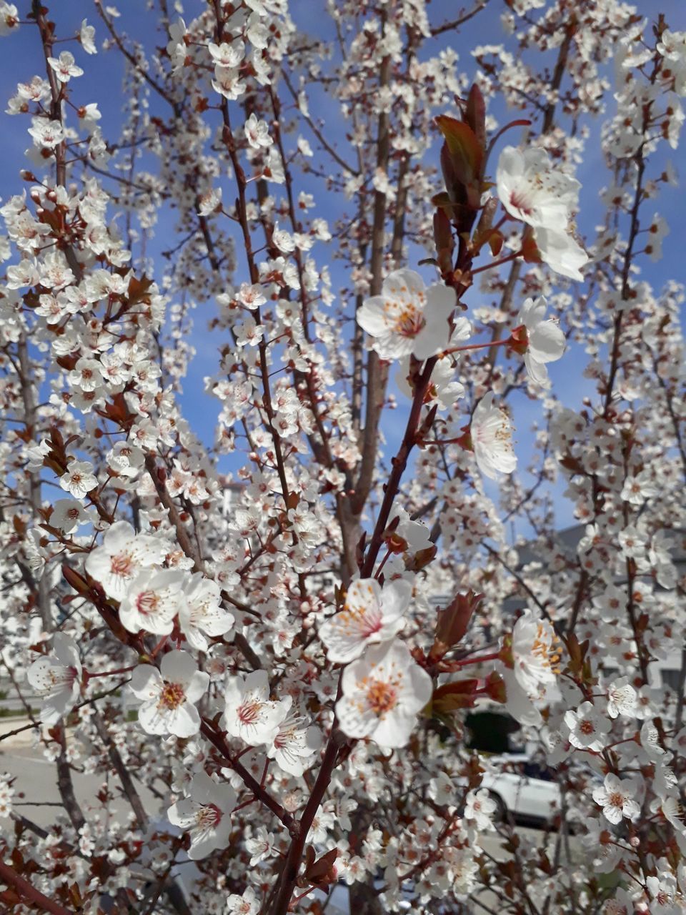 CLOSE-UP OF CHERRY BLOSSOMS IN SPRING