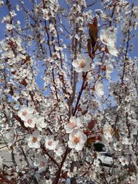 Low angle view of cherry blossoms in spring