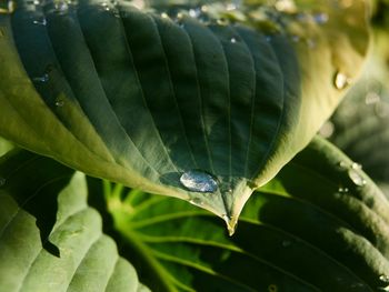 Close-up of insect on leaf