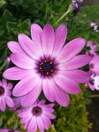 Close-up of pink flower blooming outdoors