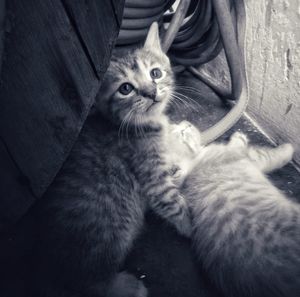 High angle portrait of cat relaxing on floor