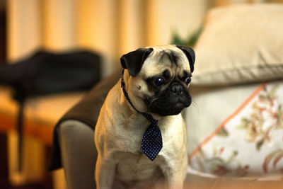 Portrait of dog on sofa at home