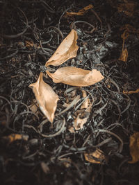 Close-up of dry leaf on field