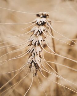 Close-up of wilted plant