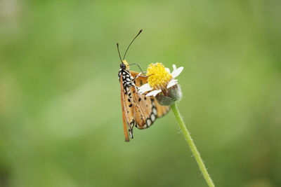 Close-up of butterfly pollinating on yellow flower