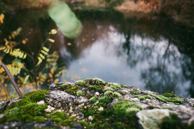 Close-up of moss growing on rock