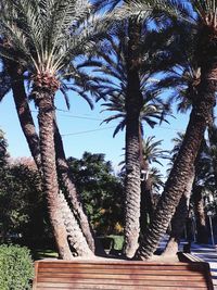 Low angle view of palm trees against sky