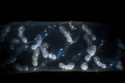 Close-up of jellyfish against black background