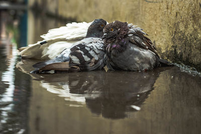 Close-up of birds in water