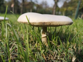 Close-up of mushroom growing on field