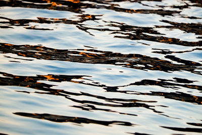 High angle view of leaf floating on lake