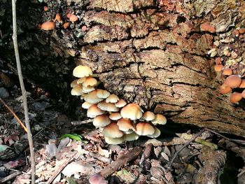 Close-up of mushrooms growing on tree