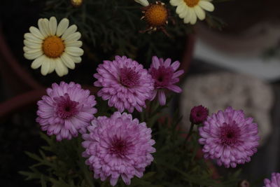 High angle view of purple flowering plants