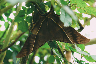 Close-up of butterfly on leaf