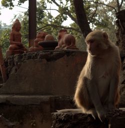 Monkey sitting on tree stump