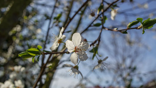 Close-up of white cherry blossoms in spring