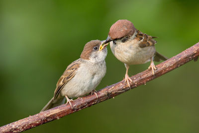 Close-up of birds perching on tree