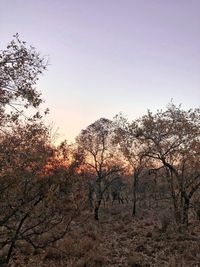 Silhouette trees on field against clear sky during sunset