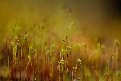 Close-up of yellow flowering plants on field