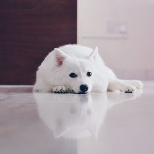 Portrait of white cat