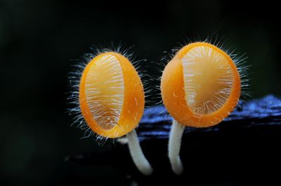 Close-up of orange slice over black background