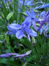 Close-up of purple flowers blooming outdoors