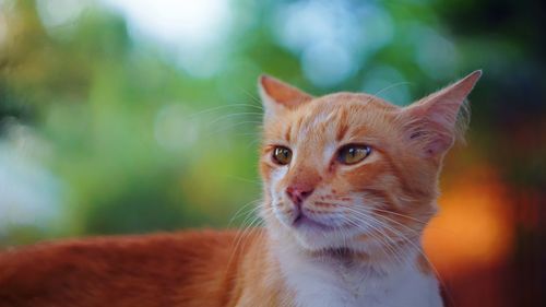 Portrait of ginger cat