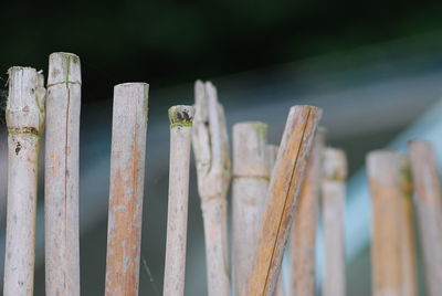 Close-up of wooden fence