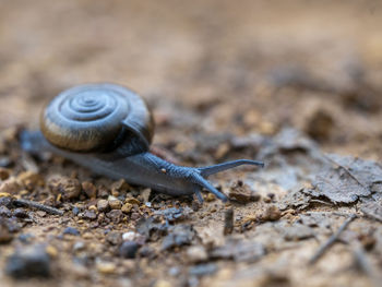 Close-up of snail on field